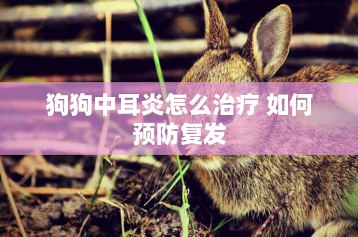 狗狗中耳炎怎么治療 如何預防復發