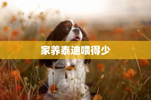 家養泰迪喂得少