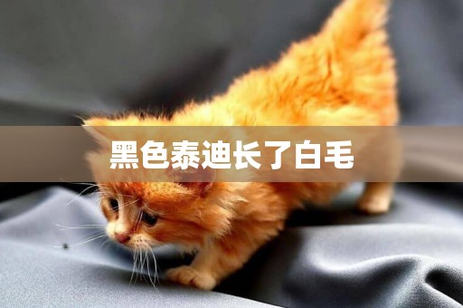 黑色泰迪長了白毛
