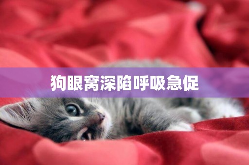 狗眼窩深陷呼吸急促