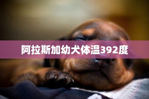 阿拉斯加幼犬體溫392度