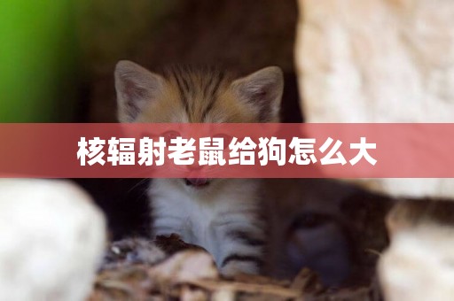 核輻射老鼠給狗怎么大