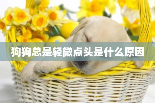 狗狗總是輕微點頭是什么原因