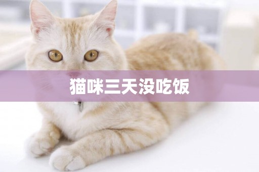 貓咪三天沒吃飯