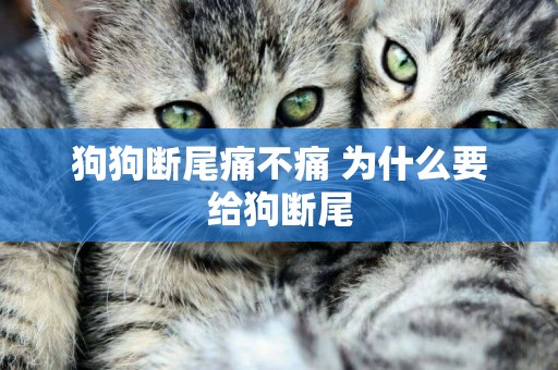 狗狗斷尾痛不痛 為什么要給狗斷尾