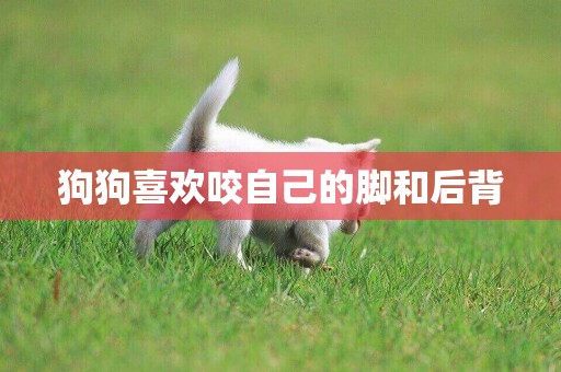 狗狗喜歡咬自己的腳和后背