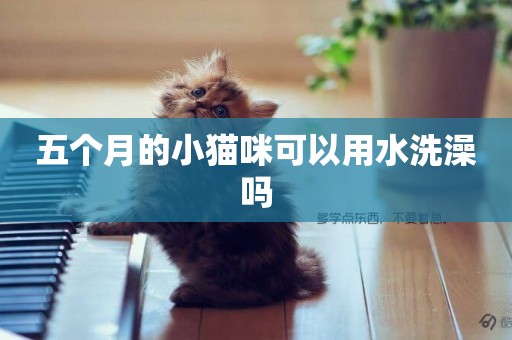五個月的小貓咪可以用水洗澡嗎