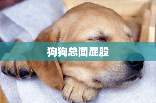 狗狗總聞屁股