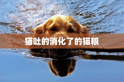 貓吐的消化了的貓糧