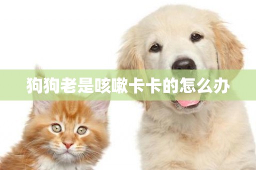 狗狗老是咳嗽卡卡的怎么辦