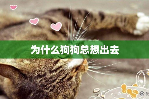 為什么狗狗總想出去