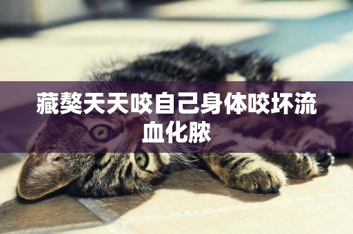藏獒天天咬自己身體咬壞流血化膿