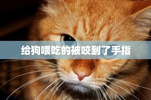 給狗喂吃的被咬到了手指
