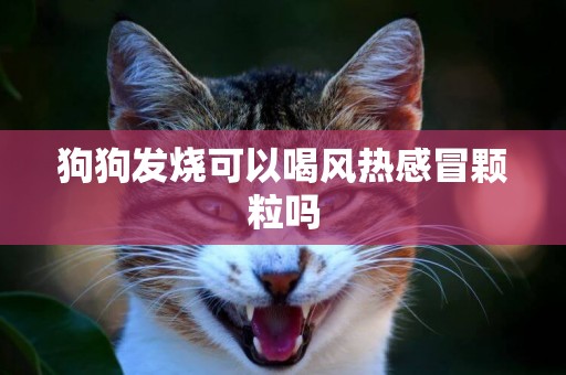 狗狗發燒可以喝風熱感冒顆粒嗎