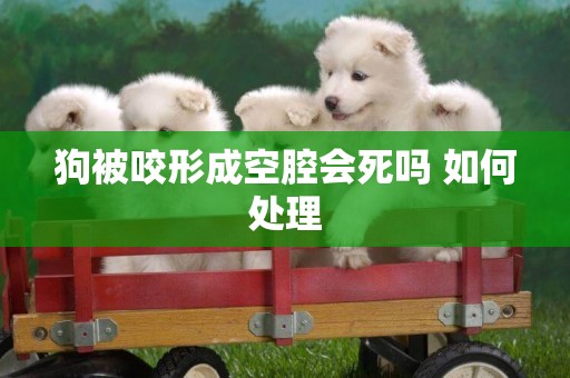 狗被咬形成空腔會死嗎 如何處理