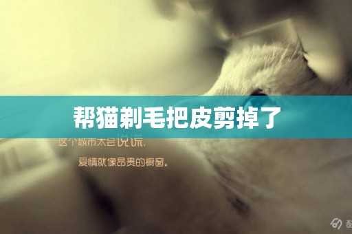 幫貓剃毛把皮剪掉了