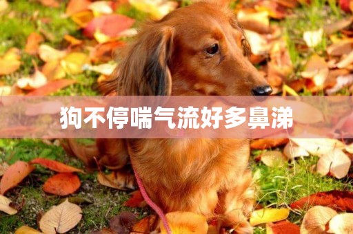 狗不停喘氣流好多鼻涕