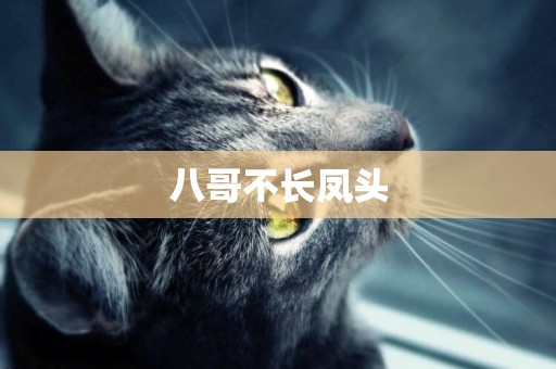 八哥不長鳳頭