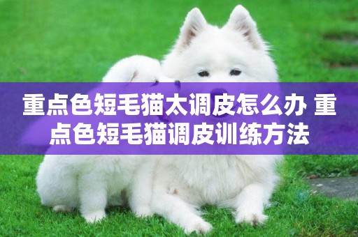 重點色短毛貓太調皮怎么辦 重點色短毛貓調皮訓練方法