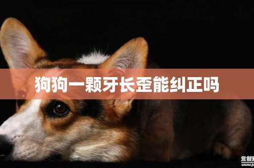 狗狗一顆牙長歪能糾正嗎