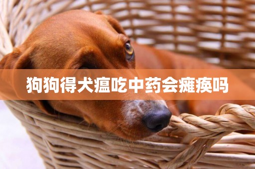 狗狗得犬瘟吃中藥會癱瘓嗎