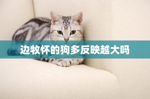 邊牧懷的狗多反映越大嗎