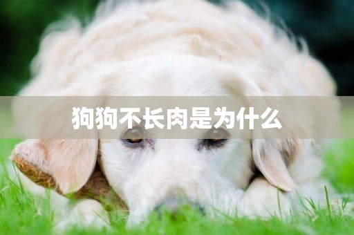 狗狗不長肉是為什么
