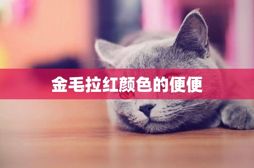 金毛拉紅顏色的便便
