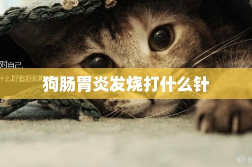狗腸胃炎發燒打什么針