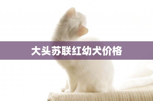 大頭蘇聯紅幼犬價格