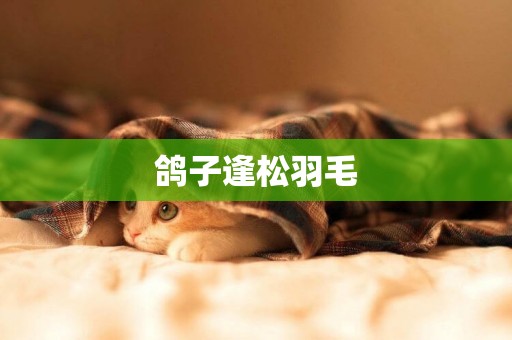 鴿子逢松羽毛