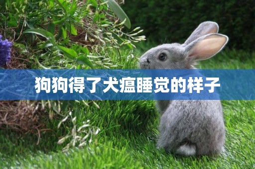 狗狗得了犬瘟睡覺的樣子