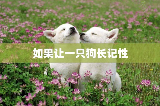 如果讓一只狗長記性