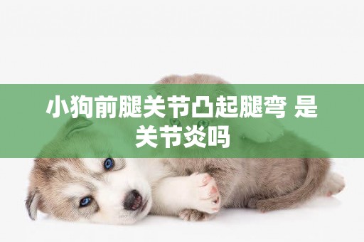小狗前腿關節凸起腿彎 是關節炎嗎 小狗前腿關節凸起腿彎 是關節炎嗎