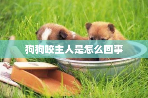 狗狗咬主人是怎么回事