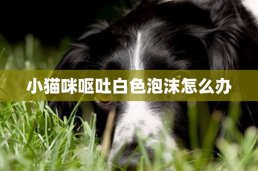 小貓咪嘔吐白色泡沫怎么辦