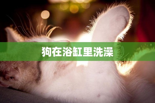 狗在浴缸里洗澡