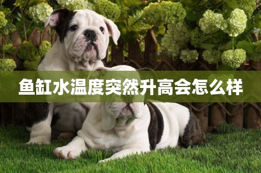 魚缸水溫度突然升高會怎么樣