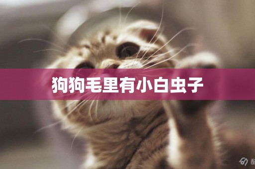 狗狗毛里有小白蟲子