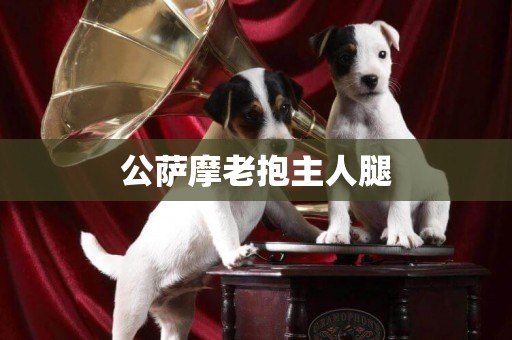 公薩摩老抱主人腿