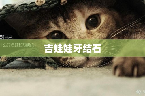 吉娃娃牙結石