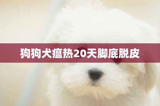 狗狗犬瘟熱20天腳底脫皮