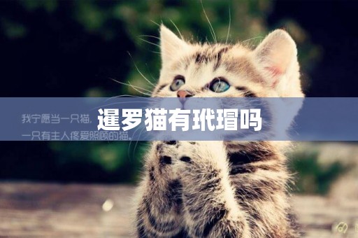 暹羅貓有玳瑁嗎