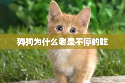 狗狗為什么老是不停的吃