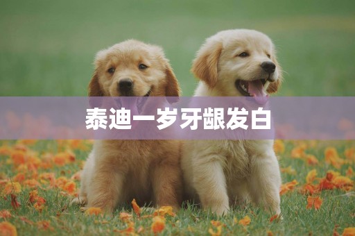 泰迪一歲牙齦發白