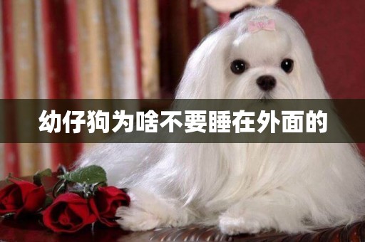 幼仔狗為啥不要睡在外面的