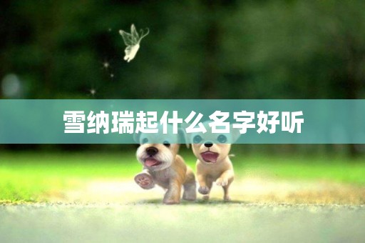 雪納瑞起什么名字好聽