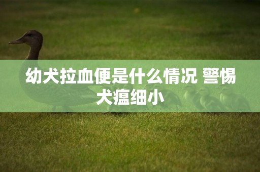 幼犬拉血便是什么情況 警惕犬瘟細小