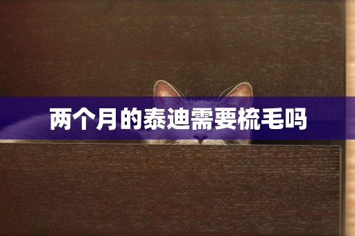 兩個月的泰迪需要梳毛嗎
