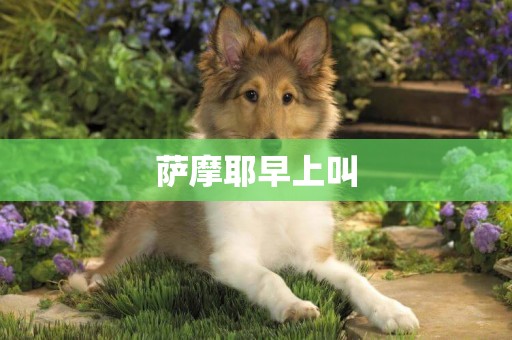 薩摩耶早上叫